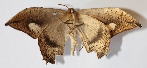  ( - 12-SRNP-65856)  @14 [ ] CreativeCommons - Attribution Non-Commercial Share-Alike (2015) Daniel H. Janzen Guanacaste Dry Forest Conservation Fund