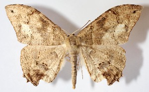  ( - 13-SRNP-10499)  @14 [ ] CreativeCommons - Attribution Non-Commercial Share-Alike (2015) Daniel H. Janzen Guanacaste Dry Forest Conservation Fund