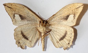  ( - 13-SRNP-10499)  @14 [ ] CreativeCommons - Attribution Non-Commercial Share-Alike (2015) Daniel H. Janzen Guanacaste Dry Forest Conservation Fund