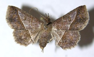  ( - 14-SRNP-2658)  @14 [ ] CreativeCommons - Attribution Non-Commercial Share-Alike (2015) Daniel H. Janzen Guanacaste Dry Forest Conservation Fund