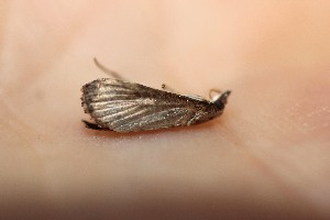  ( - 14-SRNP-40452)  @12 [ ] CreativeCommons - Attribution Non-Commercial Share-Alike (2015) Daniel H. Janzen Guanacaste Dry Forest Conservation Fund