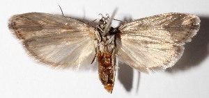  ( - 14-SRNP-41148)  @13 [ ] CreativeCommons  Attribution Non-Commercial Share-Alike (2016) Unspecified Guanacaste Dry Forest Conservation Fund