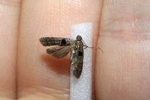  ( - 10-SRNP-7139)  @12 [ ] CreativeCommons - Attribution Non-Commercial Share-Alike (2012) Daniel H. Janzen Guanacaste Dry Forest Conservation Fund