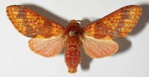  ( - 11-SRNP-36201)  @14 [ ] CreativeCommons - Attribution Non-Commercial Share-Alike (2014) Daniel H. Janzen Guanacaste Dry Forest Conservation Fund