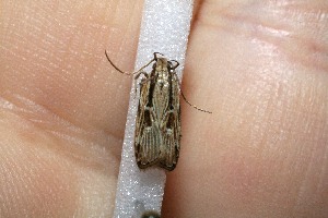  ( - 11-SRNP-40044)  @13 [ ] CreativeCommons - Attribution Non-Commercial Share-Alike (2012) Daniel H. Janzen Guanacaste Dry Forest Conservation Fund