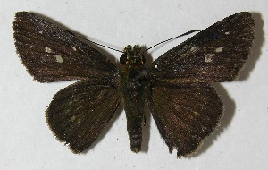  ( - 11-SRNP-65173)  @14 [ ] CreativeCommons - Attribution Non-Commercial Share-Alike (2012) Daniel H. Janzen Guanacaste Dry Forest Conservation Fund