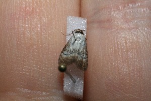  ( - 11-SRNP-69376)  @12 [ ] CreativeCommons - Attribution Non-Commercial Share-Alike (2012) Daniel H. Janzen Guanacaste Dry Forest Conservation Fund