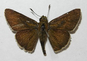  ( - 11-SRNP-69892)  @14 [ ] CreativeCommons - Attribution Non-Commercial Share-Alike (2012) Daniel H. Janzen Guanacaste Dry Forest Conservation Fund