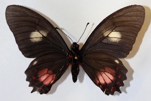  ( - 12-SRNP-35059)  @14 [ ] CreativeCommons - Attribution Non-Commercial Share-Alike (2015) Daniel H. Janzen Guanacaste Dry Forest Conservation Fund