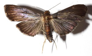  ( - 12-SRNP-65658)  @13 [ ] CreativeCommons  Attribution Non-Commercial Share-Alike (2017) Daniel H. Janzen Guanacaste Dry Forest Conservation Fund