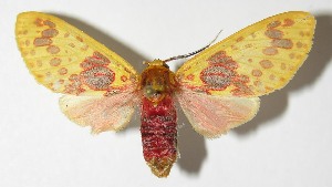  ( - 12-SRNP-71935)  @14 [ ] CreativeCommons - Attribution Non-Commercial Share-Alike (2014) Daniel H. Janzen Guanacaste Dry Forest Conservation Fund