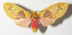  ( - 12-SRNP-71936)  @14 [ ] CreativeCommons - Attribution Non-Commercial Share-Alike (2014) Daniel H. Janzen Guanacaste Dry Forest Conservation Fund