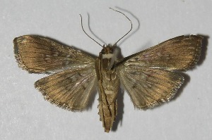  ( - 13-SRNP-75418)  @14 [ ] CreativeCommons - Attribution Non-Commercial Share-Alike (2014) Daniel H. Janzen Guanacaste Dry Forest Conservation Fund