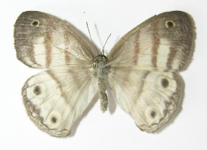  ( - 12-SRNP-86023)  @11 [ ] CreativeCommons  Attribution Non-Commercial Share-Alike (2017) Daniel H. Janzen Guanacaste Dry Forest Conservation Fund