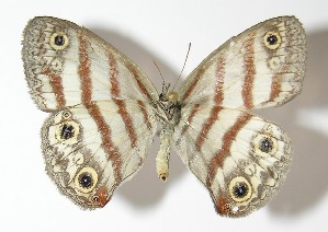  ( - 12-SRNP-86023)  @11 [ ] CreativeCommons  Attribution Non-Commercial Share-Alike (2017) Daniel H. Janzen Guanacaste Dry Forest Conservation Fund