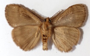  ( - 13-SRNP-10509)  @13 [ ] CreativeCommons - Attribution Non-Commercial Share-Alike (2015) Daniel H. Janzen Guanacaste Dry Forest Conservation Fund