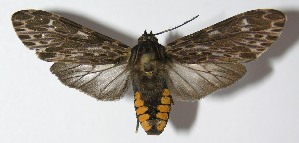  ( - 13-SRNP-22730)  @14 [ ] CreativeCommons - Attribution Non-Commercial Share-Alike (2014) Daniel H. Janzen Guanacaste Dry Forest Conservation Fund