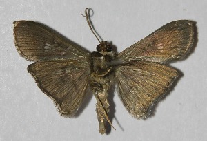  ( - 13-SRNP-3066)  @14 [ ] CreativeCommons - Attribution Non-Commercial Share-Alike (2014) Daniel H. Janzen Guanacaste Dry Forest Conservation Fund