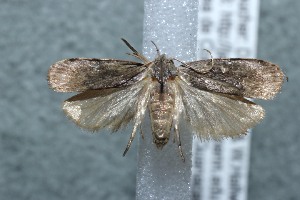  ( - 13-SRNP-44234)  @13 [ ] CreativeCommons - Attribution Non-Commercial Share-Alike (2014) Daniel H. Janzen Guanacaste Dry Forest Conservation Fund