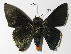  ( - 13-SRNP-57104)  @14 [ ] CreativeCommons - Attribution Non-Commercial Share-Alike (2014) Daniel H. Janzen Guanacaste Dry Forest Conservation Fund