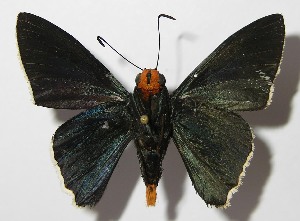  ( - 13-SRNP-57104)  @14 [ ] CreativeCommons - Attribution Non-Commercial Share-Alike (2014) Daniel H. Janzen Guanacaste Dry Forest Conservation Fund