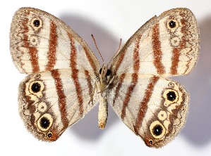  (Euptychia westwoodiDHJ01 - 13-SRNP-71798)  @14 [ ] CreativeCommons - Attribution Non-Commercial Share-Alike (2015) Daniel H. Janzen Guanacaste Dry Forest Conservation Fund