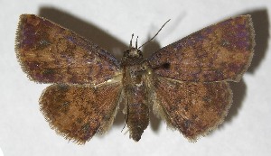  ( - 13-SRNP-7394)  @14 [ ] CreativeCommons - Attribution Non-Commercial Share-Alike (2014) Daniel H. Janzen Guanacaste Dry Forest Conservation Fund