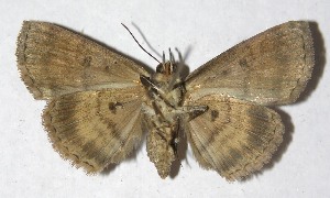  ( - 13-SRNP-7394)  @14 [ ] CreativeCommons - Attribution Non-Commercial Share-Alike (2014) Daniel H. Janzen Guanacaste Dry Forest Conservation Fund