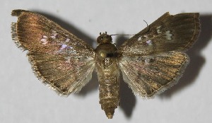  ( - 13-SRNP-75295)  @14 [ ] CreativeCommons - Attribution Non-Commercial Share-Alike (2014) Daniel H. Janzen Guanacaste Dry Forest Conservation Fund