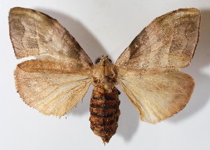  ( - 13-SRNP-77413)  @14 [ ] CreativeCommons - Attribution Non-Commercial Share-Alike (2015) Daniel H. Janzen Guanacaste Dry Forest Conservation Fund