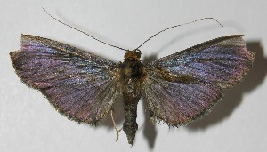  ( - 13-SRNP-80634)  @13 [ ] CreativeCommons - Attribution Non-Commercial Share-Alike (2014) Daniel H. Janzen Guanacaste Dry Forest Conservation Fund