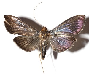  ( - 14-SRNP-3817)  @13 [ ] CreativeCommons  Attribution Non-Commercial Share-Alike (2017) Daniel H. Janzen Guanacaste Dry Forest Conservation Fund