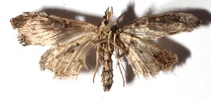  ( - 14-SRNP-5467)  @12 [ ] CreativeCommons  Attribution Non-Commercial Share-Alike (2017) Daniel H. Janzen Guanacaste Dry Forest Conservation Fund