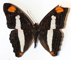  ( - 14-SRNP-55007)  @14 [ ] CreativeCommons - Attribution Non-Commercial Share-Alike (2014) Daniel H. Janzen Guanacaste Dry Forest Conservation Fund