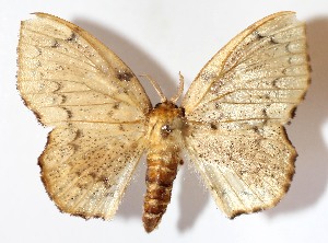  ( - 14-SRNP-70622)  @14 [ ] CreativeCommons - Attribution Non-Commercial Share-Alike (2015) Daniel H. Janzen Guanacaste Dry Forest Conservation Fund