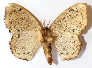  ( - 14-SRNP-70622)  @14 [ ] CreativeCommons - Attribution Non-Commercial Share-Alike (2015) Daniel H. Janzen Guanacaste Dry Forest Conservation Fund