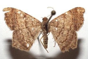  (Semiothisa punctistriata - 15-SRNP-102490)  @14 [ ] CreativeCommons  Attribution Non-Commercial Share-Alike (2016) Unspecified Guanacaste Dry Forest Conservation Fund