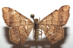  (Semiothisa punctistriata - 15-SRNP-102492)  @14 [ ] CreativeCommons  Attribution Non-Commercial Share-Alike (2016) Unspecified Guanacaste Dry Forest Conservation Fund