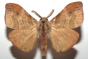  ( - 15-SRNP-102551)  @14 [ ] CreativeCommons  Attribution Non-Commercial Share-Alike (2016) Unspecified Guanacaste Dry Forest Conservation Fund