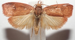  ( - 15-SRNP-102592)  @14 [ ] CreativeCommons  Attribution Non-Commercial Share-Alike (2016) Unspecified Guanacaste Dry Forest Conservation Fund