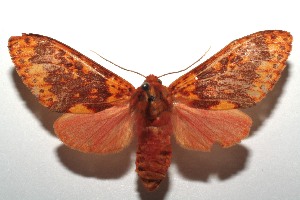  ( - 15-SRNP-102727)  @14 [ ] CreativeCommons  Attribution Non-Commercial Share-Alike (2016) Unspecified Guanacaste Dry Forest Conservation Fund