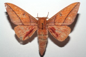  ( - 15-SRNP-102773)  @14 [ ] CreativeCommons  Attribution Non-Commercial Share-Alike (2016) Unspecified Guanacaste Dry Forest Conservation Fund