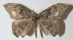  ( - 11-SRNP-13008)  @14 [ ] CreativeCommons - Attribution Non-Commercial Share-Alike (2012) Daniel H. Janzen Guanacaste Dry Forest Conservation Fund