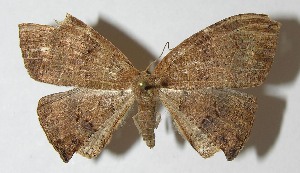  ( - 11-SRNP-30215)  @14 [ ] CreativeCommons - Attribution Non-Commercial Share-Alike (2012) Daniel H. Janzen Guanacaste Dry Forest Conservation Fund