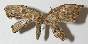  ( - 11-SRNP-30258)  @14 [ ] CreativeCommons - Attribution Non-Commercial Share-Alike (2012) Daniel H. Janzen Guanacaste Dry Forest Conservation Fund