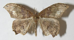  ( - 11-SRNP-30260)  @14 [ ] CreativeCommons - Attribution Non-Commercial Share-Alike (2012) Daniel H. Janzen Guanacaste Dry Forest Conservation Fund