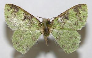  ( - 11-SRNP-31720)  @13 [ ] CreativeCommons - Attribution Non-Commercial Share-Alike (2012) Daniel H. Janzen Guanacaste Dry Forest Conservation Fund