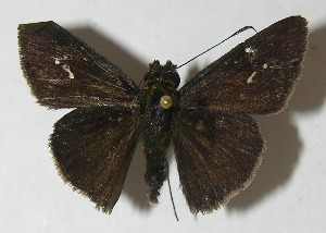  ( - 11-SRNP-32281)  @14 [ ] CreativeCommons - Attribution Non-Commercial Share-Alike (2012) Daniel H. Janzen Guanacaste Dry Forest Conservation Fund