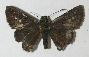  ( - 11-SRNP-32369)  @14 [ ] CreativeCommons - Attribution Non-Commercial Share-Alike (2012) Daniel H. Janzen Guanacaste Dry Forest Conservation Fund