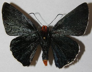  ( - 11-SRNP-3404)  @14 [ ] CreativeCommons - Attribution Non-Commercial Share-Alike (2012) Daniel H. Janzen Guanacaste Dry Forest Conservation Fund